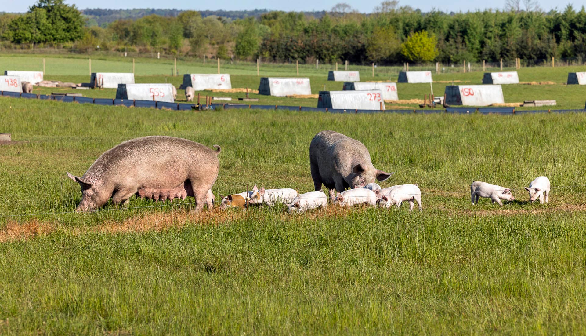 Freilandschweine: Tierwohl trifft Markterfolg