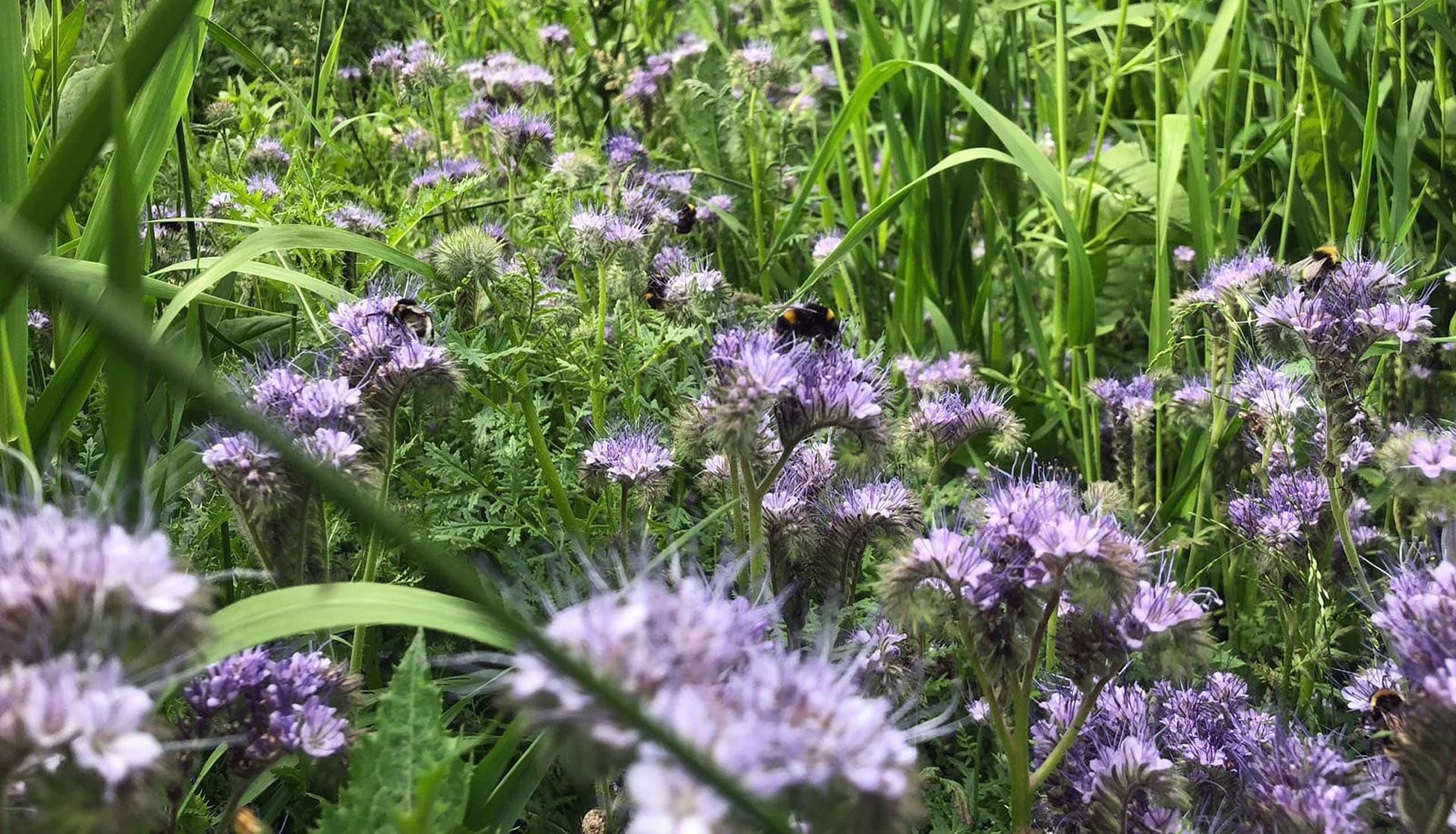 phacelia-diversity-pesticide-use