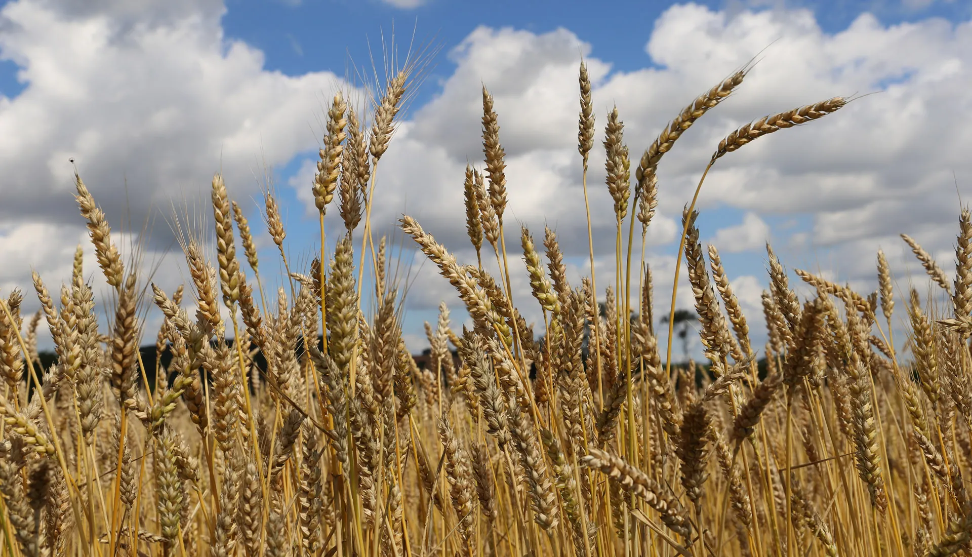Heterogene Weizensorten: Stabilität für die Zukunft