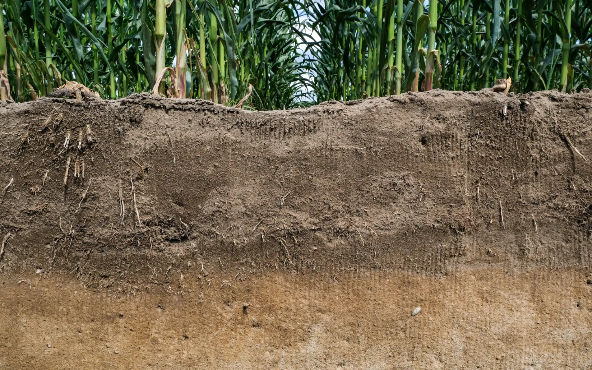 Warum der Unterboden entscheidend für stabile Erträge ist Warum der Unterboden entscheidend für stabile Erträge ist