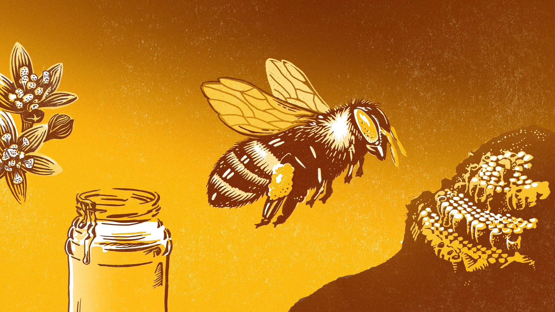 L’abeille sauvage Melipona beecheii L’abeille sauvage Melipona beecheii
