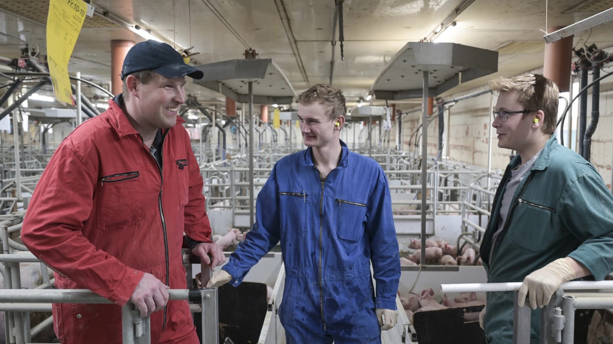 En Allemagne, une ferme porcine qui mise sur ses salariés