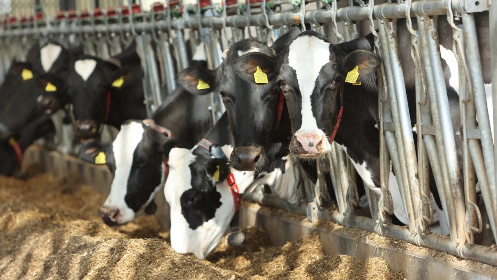 Weniger Stress, mehr Milch