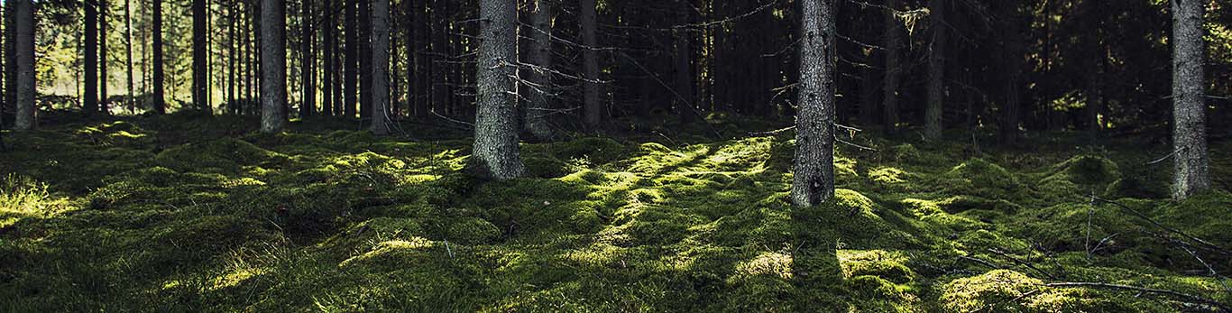 Die Sonne scheint im Wald