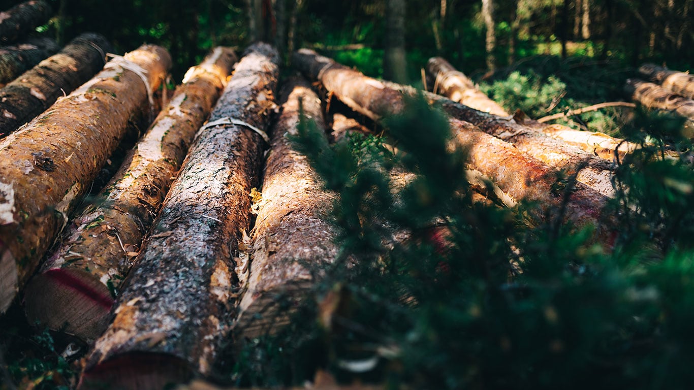 Baumstämme im Wald