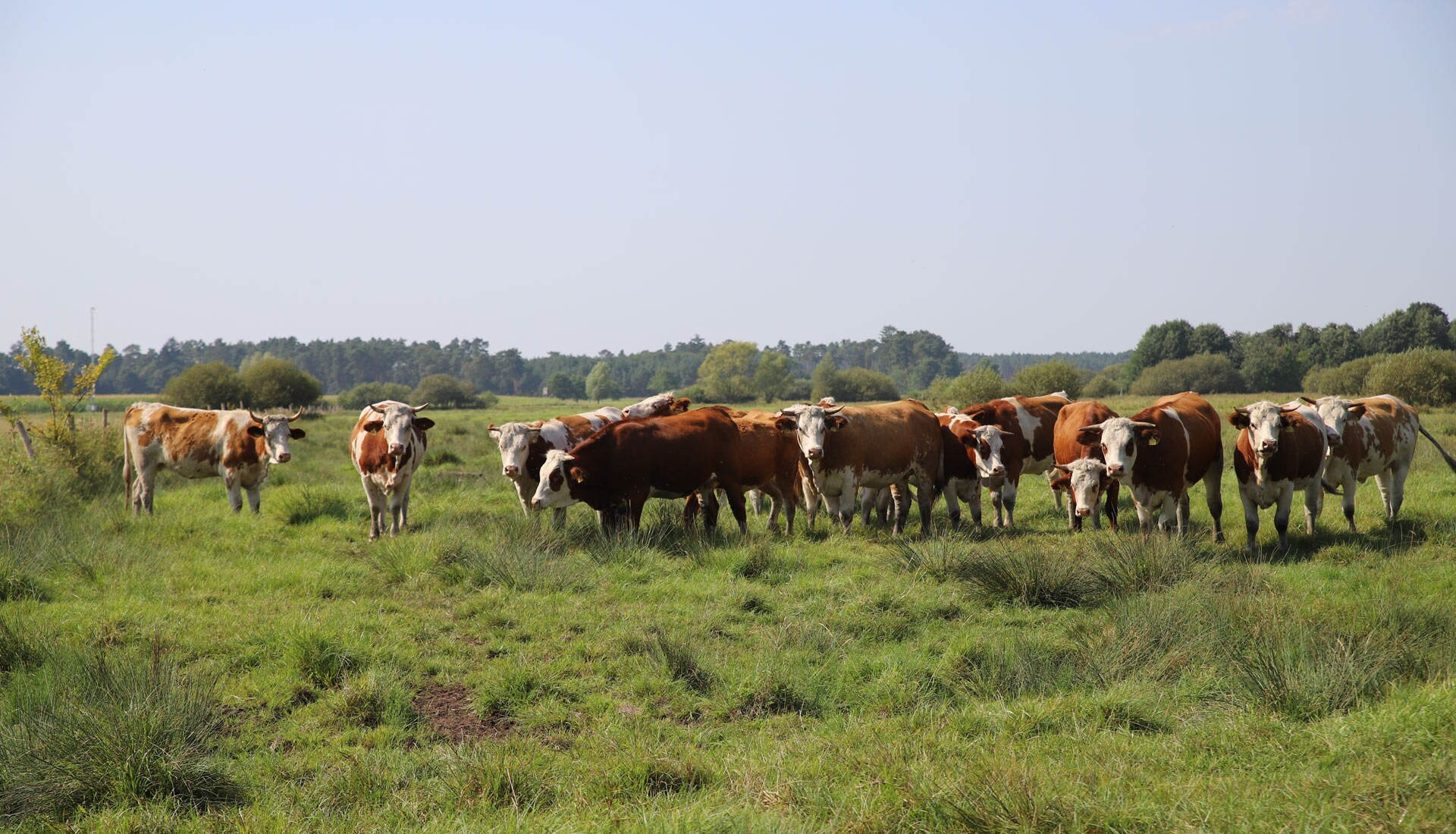 ai-assisted-cow-monitoring